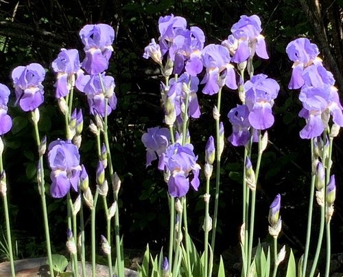 ppl iriss.jpg